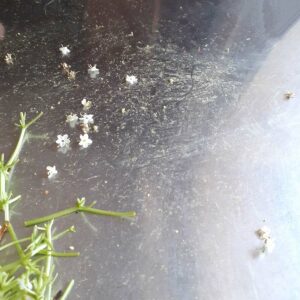 Le pollen de la fleur de sureau