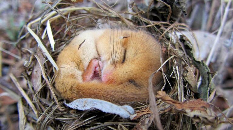 Muscardin en hibernation
