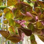 La surprenante Plante-Fromage
