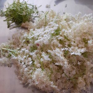 Fleurs de sureau préparées