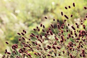 Lire la suite à propos de l’article La pimprenelle : la petite rebelle du jardin vivant !