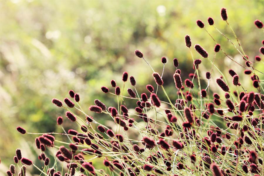 You are currently viewing La pimprenelle : la petite rebelle du jardin vivant !