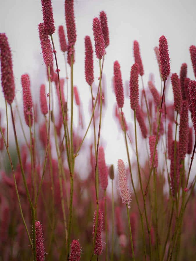 Pimprenelle en fleurs, plante mellifère vivace dans un sol vivant