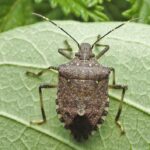 La punaise diabolique : un fléau discret pour les récoltes de noisettes