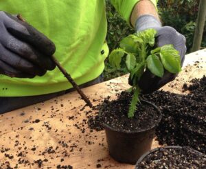 Lire la suite à propos de l’article Août, faire ses boutures, des plants gratuits