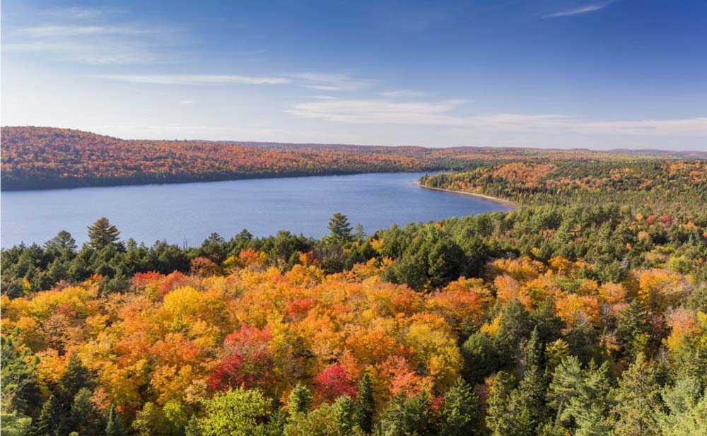 You are currently viewing Le ver de terre : ami ou ennemi de la forêt boréale canadienne ?