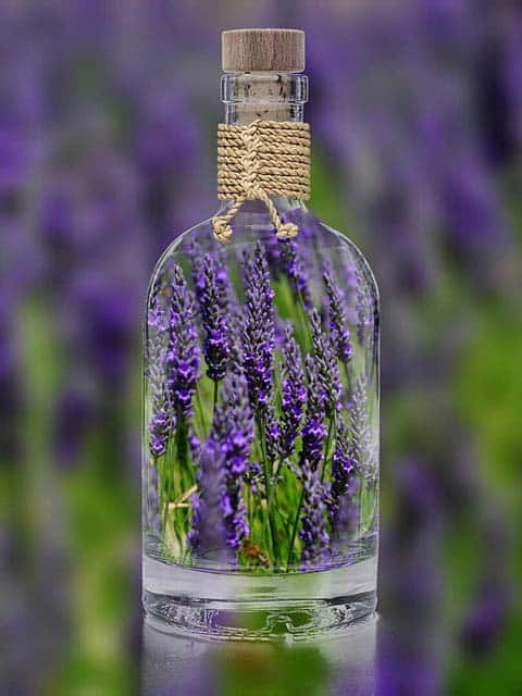 Lavande aromatique