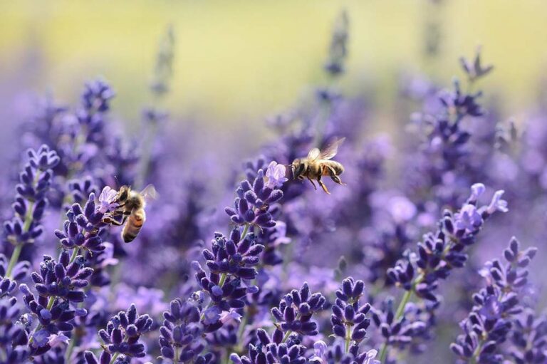 la lavande pour la biodiversité