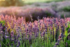 Lire la suite à propos de l’article La lavande, plante aromatique