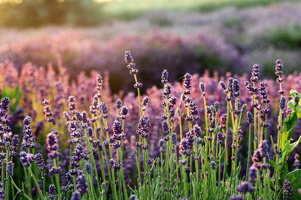 You are currently viewing La lavande, plante aromatique