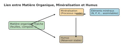 Minéralisation comparée à humus