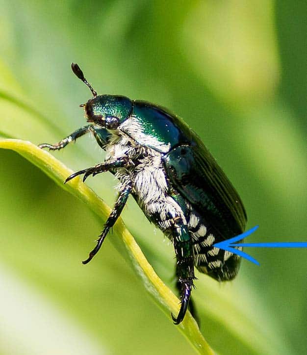 Identification du scarabée japonais