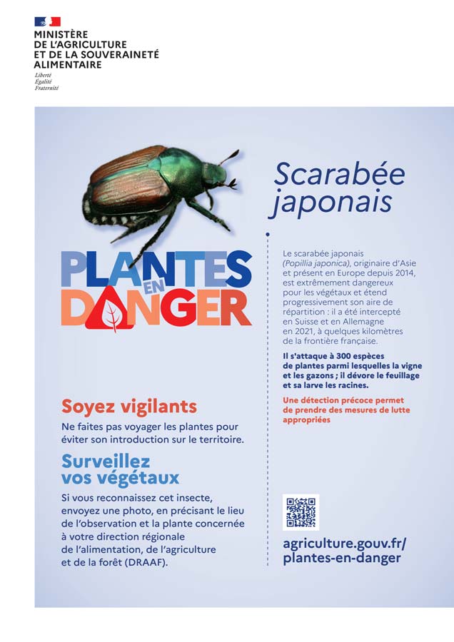 Attention scarabée dangereux