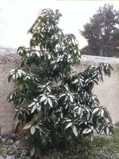 Avocatier sous la neige