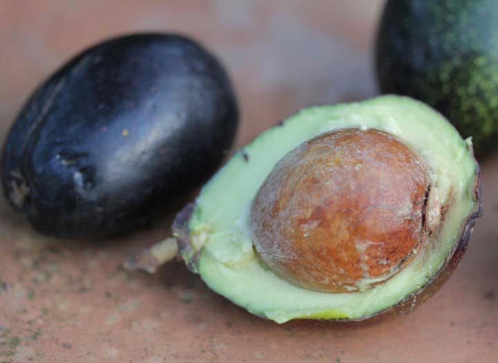 Un avocat à peau noire
