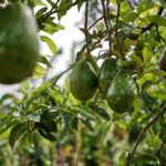 Cultiver les avocats en France
