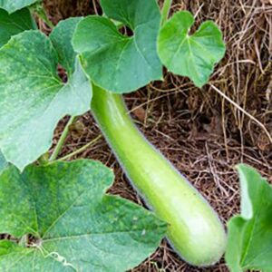 Cultiver la courge slaoui