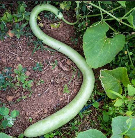 Slaoui courge serpentine