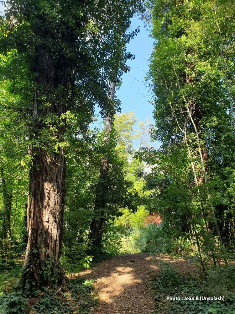 Arbres d'ici