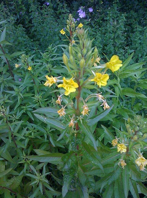 Onagre bisannuelle au jardin