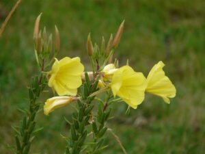 Onagre au jardin