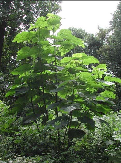 Paulownia