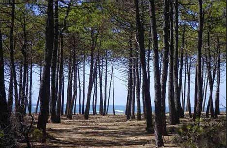 Pin au bord de mer