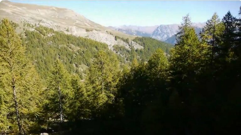 Pins dans les montagnes