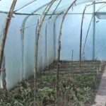 Serre froide en hiver, cultiver, conserver