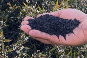 Lire la suite à propos de l’article Biochar enrichi en trichoderma