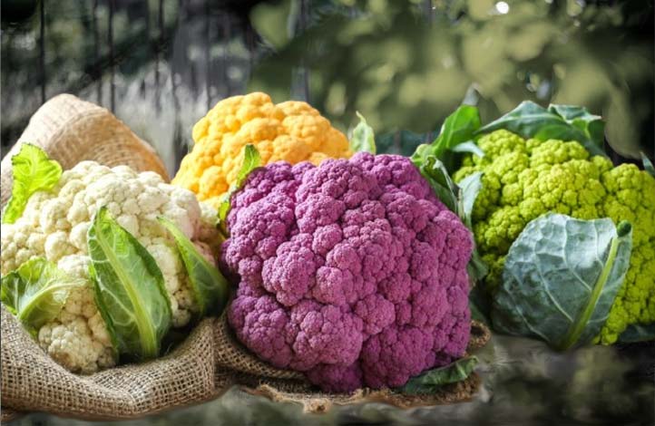 les choux-fleurs de couleur