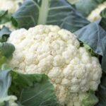 Culture du chou-fleur – Astuces