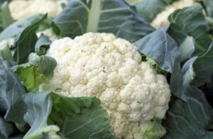 Chou-fleur blanc