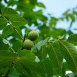 Les feuilles de noyer comme désherbant