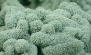 Lire la suite à propos de l’article Trichoderma, un champignon pour enrichir les cultures