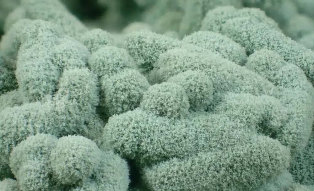 You are currently viewing Trichoderma, un champignon pour enrichir les cultures