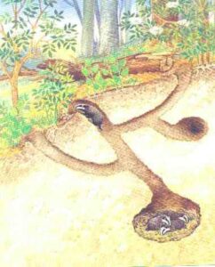 Les galeries du setton