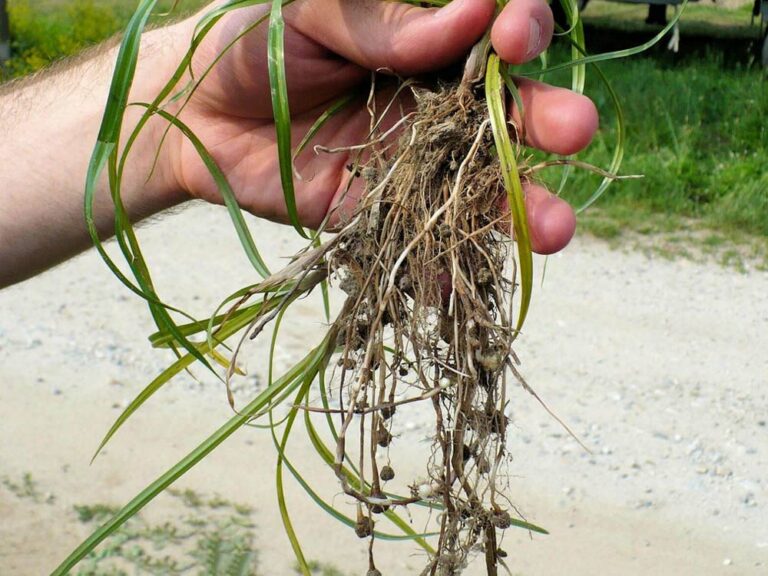 les bulbes du souchet