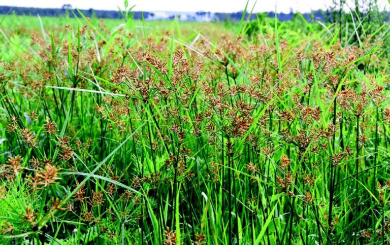Champ de souchet comestible
