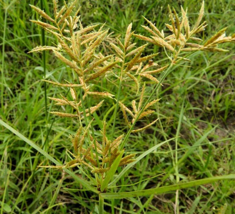 Souchet comestible en fleurs