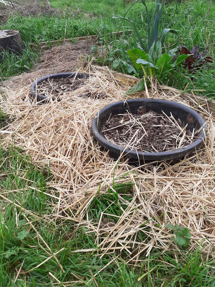 souchet comestible plant&eacute; en grand pot