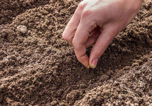 Bien semer les carottes