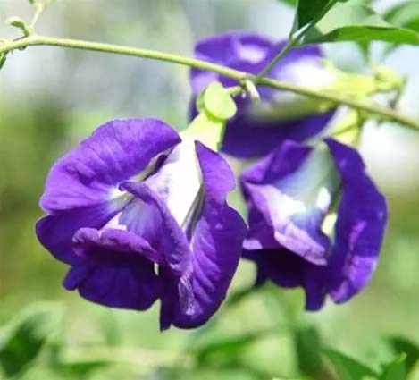 Pois bleu Clitoria ternatea