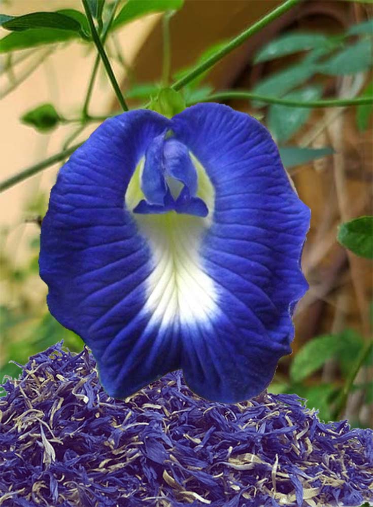 You are currently viewing Cultiver le pois bleu, la fleur du thé matcha bleu