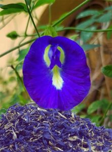 pois bleu pour tisane magique