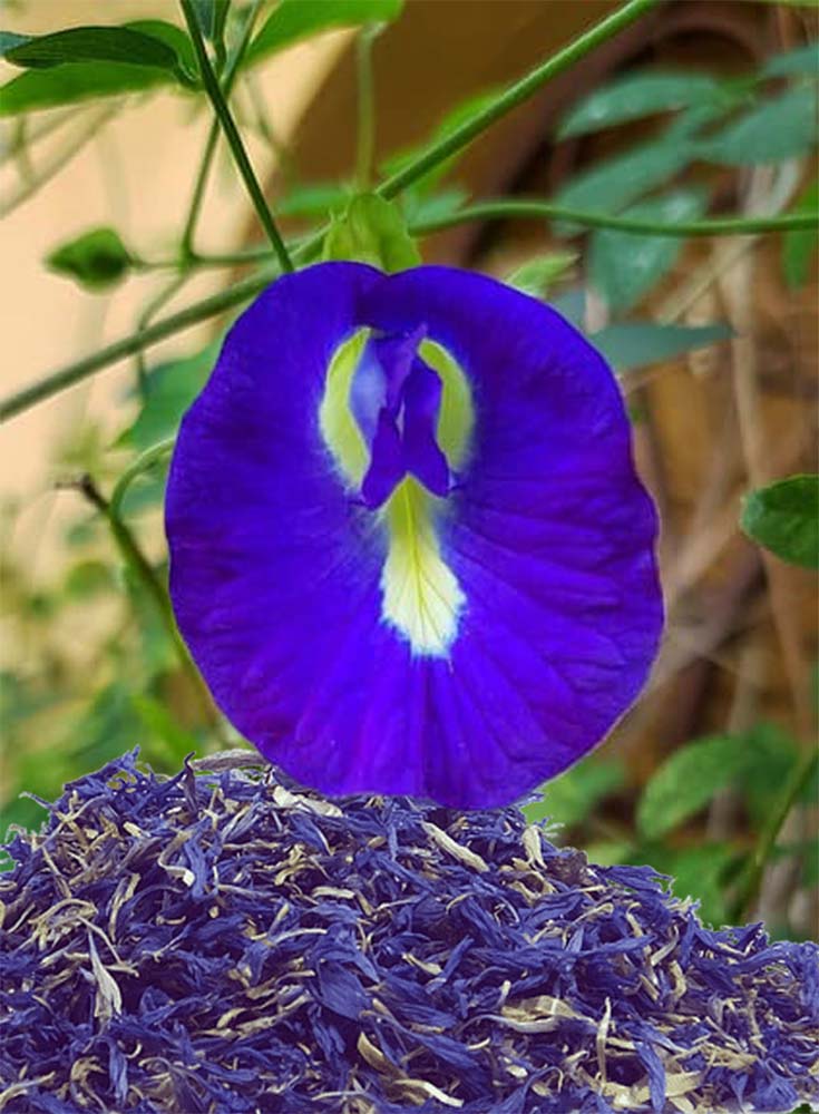 You are currently viewing Cultiver le pois bleu, la fleur du fameux thé matcha