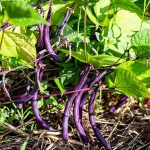 Le haricot violet