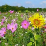 Conseils permaculture au jardin en juin