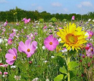 Des fleurs au jardin