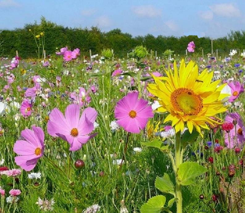You are currently viewing Conseils permaculture au jardin en juin